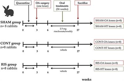 Histomorphometric Quantitative Evaluation of Long-Term Risedronate Use in a Knee Osteoarthritis Rabbit Model